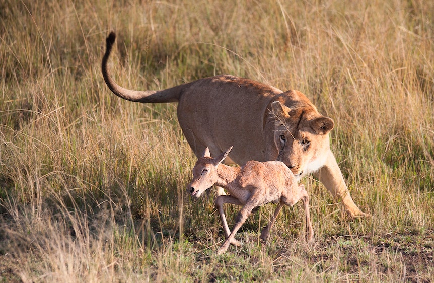 Stress: fuir ou lutter. Une lionne chassant une jeune antilope.
